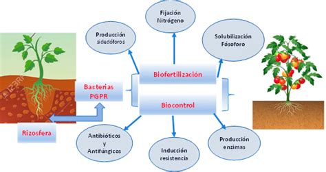 Bacterias De Suelo Promotoras Del Crecimiento Vegetal Y Mejoradoras De