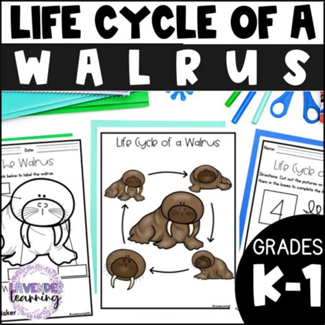 Life Cycle of a Walrus Activities, Worksheets, Booklet - Walrus Life ...