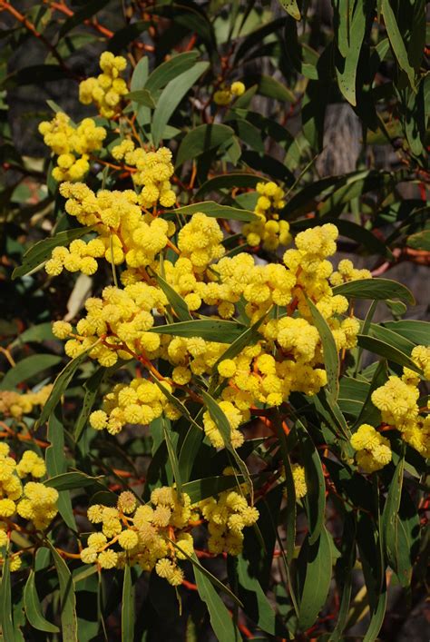 Nrm 3b Aldinga Ar Golden Wattle Acacia Pycnantha Bloom Flickr