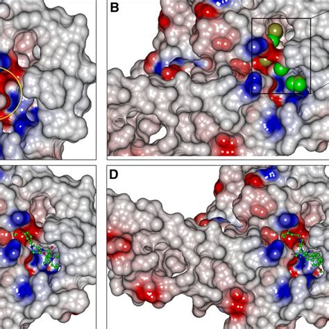 Tertiary Structure Of Smad4 Protein A Schematic Representation Of