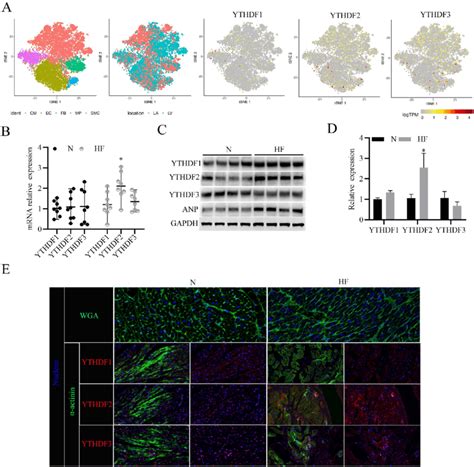 YTHDF2 Protein Expression Increases In Human Heart Failure Samples A