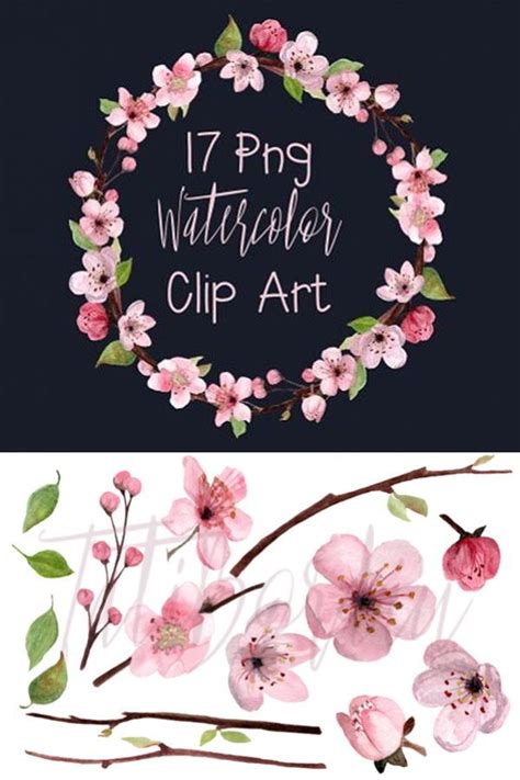 17 Watercolor Cherry Blossom Clip Art 23000 Clipart Design