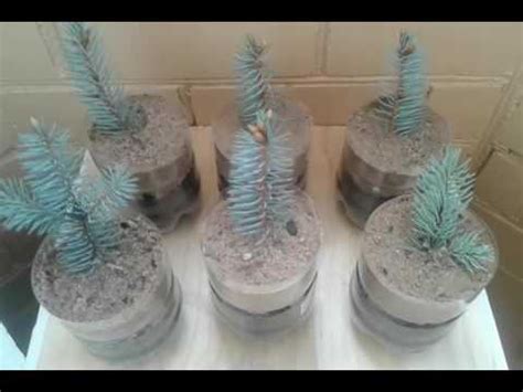 Голубая ель Выращивание черенками Посадки 05.2016 - YouTube