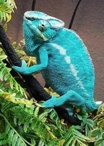 Panther Chameleon Habitat for sale Panther Chameleon Terrarium for sale ...