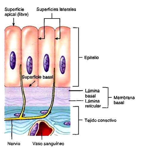 Tejido epiteliar Anatomia y fisiologia humana Membrana basal y Anatomía