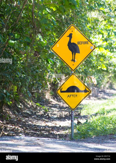 Road Sign Warning To Protect Southern Cassowary Casuarius Casuarius In The Daintree Region