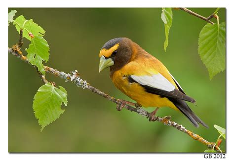 EVENING GROSBEAK