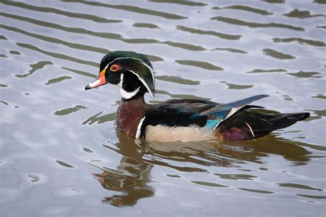 Stunning Wood Ducks Wp3 Photography