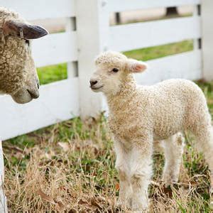 Lamb At Pasture Fence Photograph By Lara Morrison