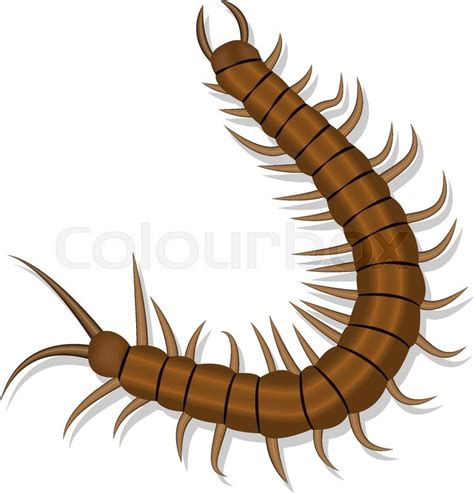 Centipede Vector At Getdrawings Free Download