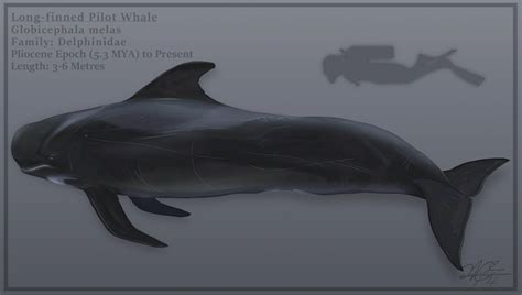 Long-finned Pilot Whale by EvgeniH on DeviantArt