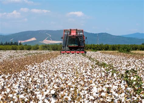 Most Valuable Crops Grown In Oklahoma