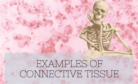 Types Of Connective Tissue With Examples | Science Trends