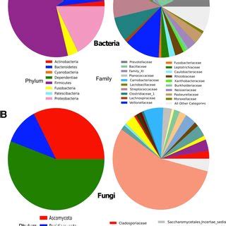 Relative Abundance Of Phyla And Families Identified In Lung Tissue