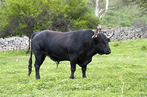 Estos Son Los Toros Que Ser N Lidiados En Juriquilla Aplausos Es