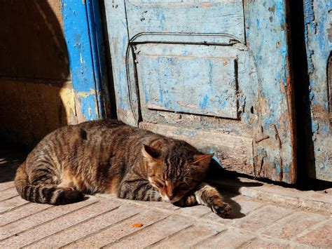 Sleeping Cat Free Stock Photo - Public Domain Pictures