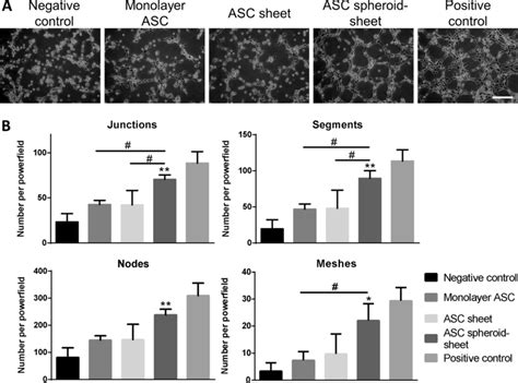 Effect Of Conditioned Medium Collected From Monolayer ASCs ASC Sheets