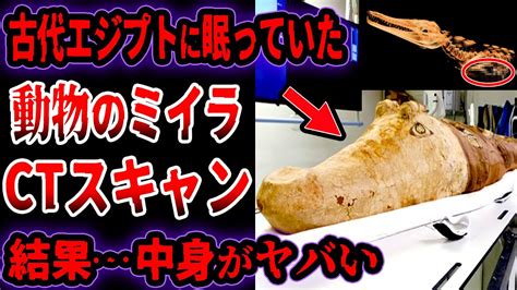 【ゆっくり解説】古代エジプトの動物ミイラをctスキャンした結果衝撃的な中身が明らかに Youtube