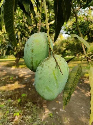 Green Langra Mango Fruit Crate Packaging Size 20 Kg At Rs 40 Kg In Malda