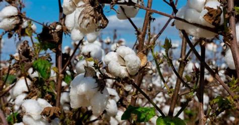 U S Cotton Trust Protocol Celebrates First Year COTTON USA