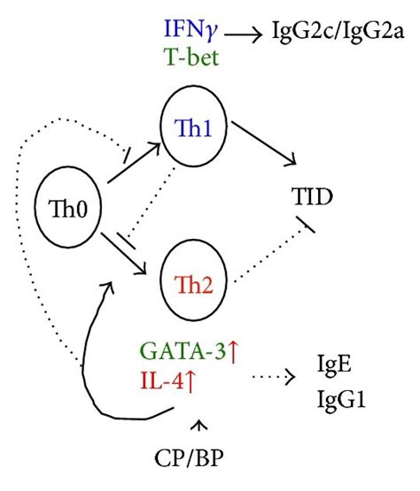 The Underlying Mechanism Of The Crude Extract Of B Pilosa Bp And Its