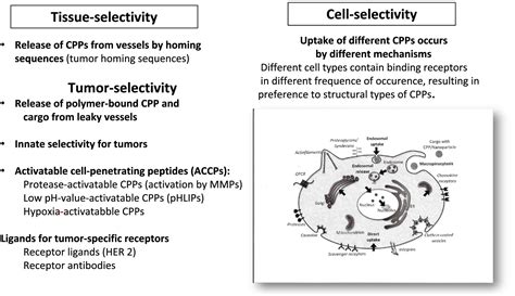 New Generation Of Cell‐penetrating Peptides Functionality And