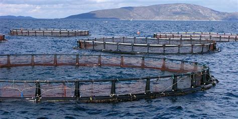 Aquaculture Une production très en deçà des potentialités du Maroc