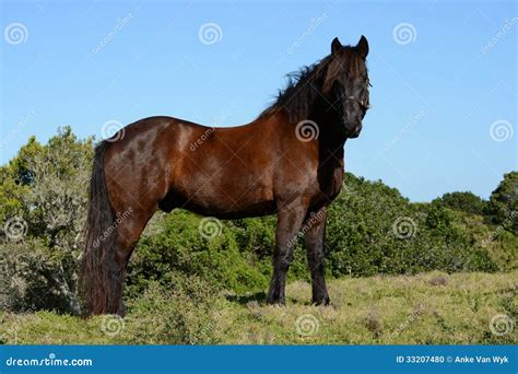 Friesian Horse Stock Photo | CartoonDealer.com #33207480