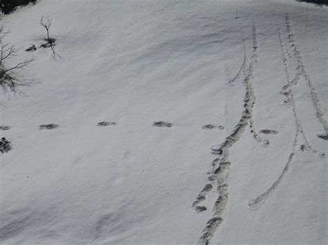 Indian Army Sights Footprints Of Mythical Creature Yeti Near Makalu