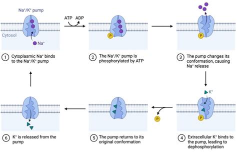 Active Transport: Definition, Types, & Examples I NotesBard