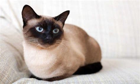 10 Cat Breeds With Big Ears Foreblog