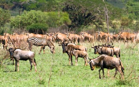 African People & Wildlife