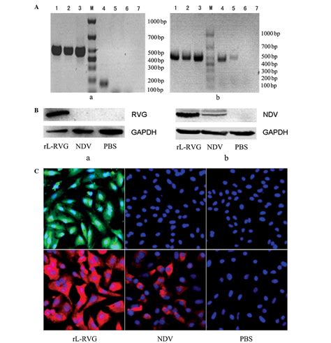 Apoptotic Induction Of Lung Adenocarcinoma A549 Cells Infected By