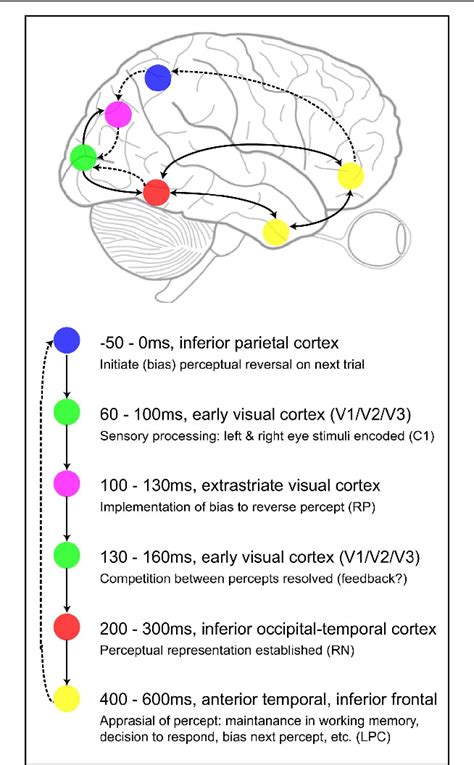 Figure From Human Neuroscience Perspective Article Insights From