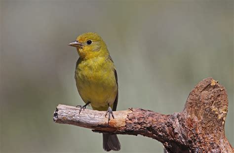 Western Tanager - East Cascades Audubon Society