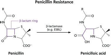 Mechanism of action of β lactam hydrolyzing enzymes that confer