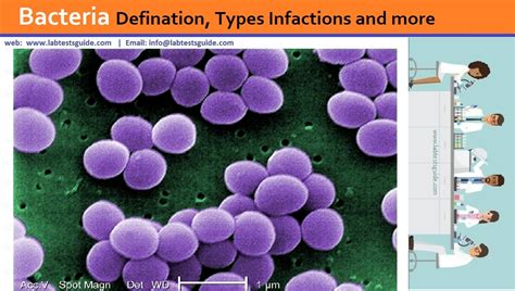 Bacteria Defination, Types Infactions and more | Lab Tests Guide