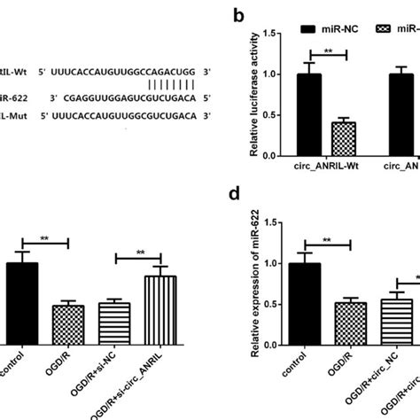 Circ ANRIL Targets And Regulates MiR 622 A Paired MiR 622 Seed