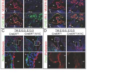 Notch Activation Downregulated Vegfr2 And Vegfr3 A Lyve1 Vegfr2 B