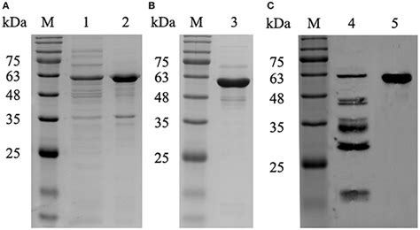 Frontiers Screening And Identification Of B Cell Epitopes In The P