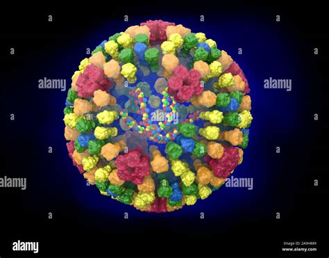 Bluetongue virus structure, illustration Stock Photo - Alamy