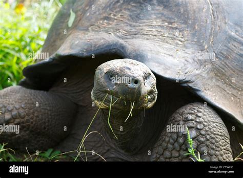 Galapagos Tortue M Le Tortue G Ante Des Galapagos Chelonoidis Nigra