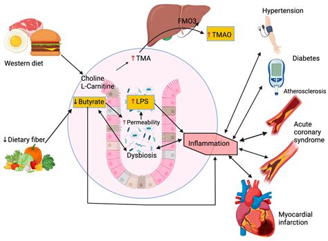 Ijms Free Full Text Role Of The Gut Microbiome In The Development