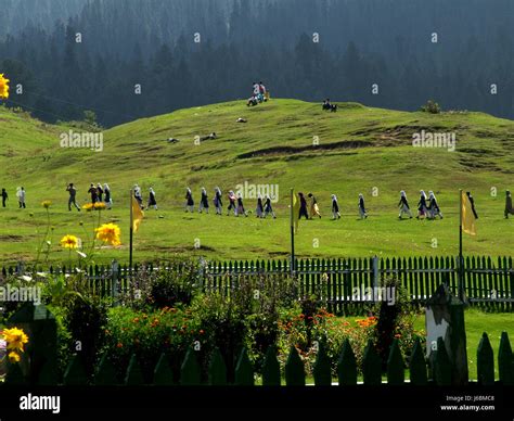 Flower Garden Gulmarg Tourism And Travel Summer Beauty Of Gulmarg