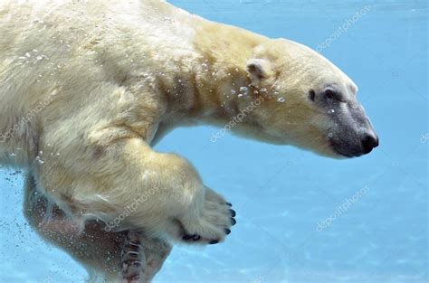 Polar bear swimming underwater — Stock Photo © Christian #82953300