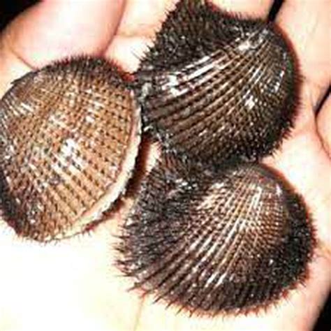 Kerang Bulu