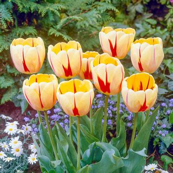 Darwin Hybrid Tulip Burning Heart Brecks Premium Bulbs