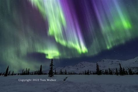 Northern Lights Denali Park | Tom Walker Photographer