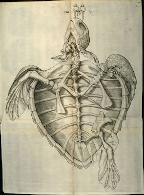 bibliodyssey august