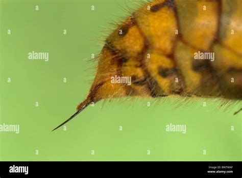 Hornet Wasp Sting Vespa crabro UK Stock Photo: 33119591 - Alamy